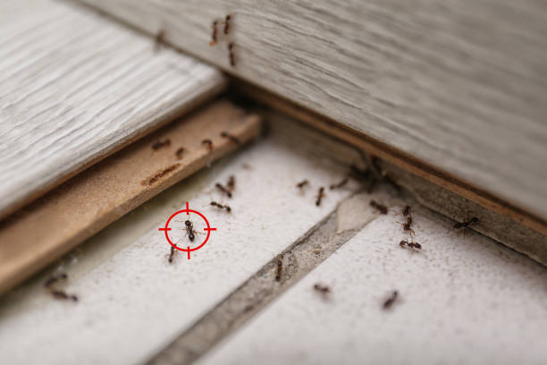 Best Mosquito Control Services  in Rancho Mirage, CA