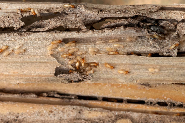Best Pest Inspection Near Me  in Rancho Mirage, CA