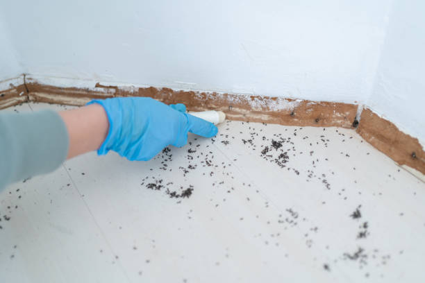 Best Pest Control Near Me in Rancho Mirage, CA